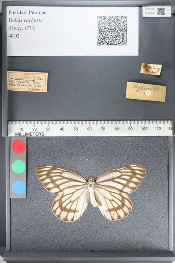 Media type: image;   Entomology 130541